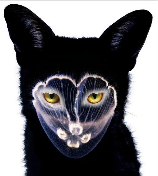 f:id:marqs:20140419164603p:plain